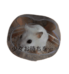 赤ちゃんハムスターのユキと猫のキリ（個別スタンプ：20）