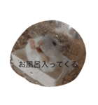 赤ちゃんハムスターのユキと猫のキリ（個別スタンプ：22）