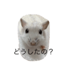 赤ちゃんハムスターのユキと猫のキリ（個別スタンプ：23）
