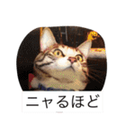 赤ちゃんハムスターのユキと猫のキリ（個別スタンプ：24）