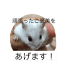 赤ちゃんハムスターのユキと猫のキリ（個別スタンプ：25）