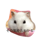 赤ちゃんハムスターのユキと猫のキリ（個別スタンプ：27）