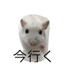 赤ちゃんハムスターのユキと猫のキリ（個別スタンプ：28）