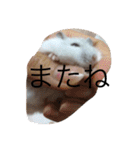 赤ちゃんハムスターのユキと猫のキリ（個別スタンプ：38）