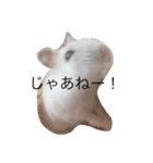 赤ちゃんハムスターのユキと猫のキリ（個別スタンプ：39）