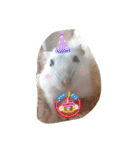 赤ちゃんハムスターのユキと猫のキリ（個別スタンプ：40）