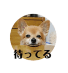 うちのちいたん（個別スタンプ：9）