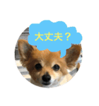 うちのちいたん（個別スタンプ：10）