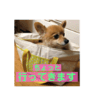うちのちいたん（個別スタンプ：13）