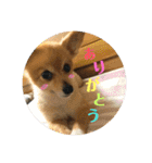うちのちいたん（個別スタンプ：16）
