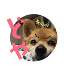 うちのちいたん（個別スタンプ：20）