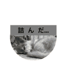 うちのちいたん（個別スタンプ：22）
