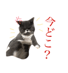 誰か買って？（個別スタンプ：6）