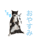 誰か買って？（個別スタンプ：11）