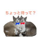 誰か買って？（個別スタンプ：13）