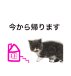 誰か買って？（個別スタンプ：14）