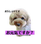 自由が丘 ちゃちゃまる スタンプ（個別スタンプ：1）