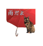 S家の猫達（個別スタンプ：16）