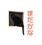 S家の猫達（個別スタンプ：19）