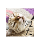 しらゆきさん（個別スタンプ：4）