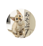 しらゆきさん（個別スタンプ：6）