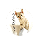 しらゆきさん（個別スタンプ：7）