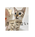 しらゆきさん（個別スタンプ：28）