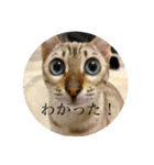 しらゆきさん（個別スタンプ：32）