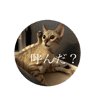 しらゆきさん（個別スタンプ：36）