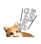 フニャンクスタンプ（個別スタンプ：2）