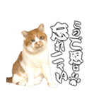 フニャンクスタンプ（個別スタンプ：3）