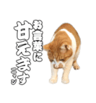 フニャンクスタンプ（個別スタンプ：4）