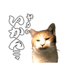 フニャンクスタンプ（個別スタンプ：9）