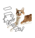 フニャンクスタンプ（個別スタンプ：11）