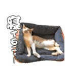 フニャンクスタンプ（個別スタンプ：17）