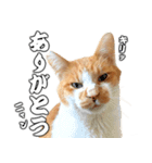 フニャンクスタンプ（個別スタンプ：18）