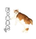 フニャンクスタンプ（個別スタンプ：19）