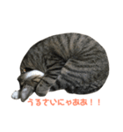 齊藤家の猫会話2（個別スタンプ：1）