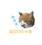 齊藤家の猫会話2（個別スタンプ：3）