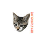 齊藤家の猫会話2（個別スタンプ：4）
