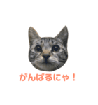 齊藤家の猫会話2（個別スタンプ：5）