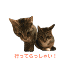 齊藤家の猫会話2（個別スタンプ：6）