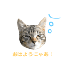 齊藤家の猫会話2（個別スタンプ：9）