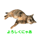 齊藤家の猫会話2（個別スタンプ：10）
