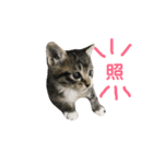 齊藤家の猫会話2（個別スタンプ：12）