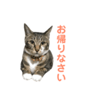 齊藤家の猫会話2（個別スタンプ：13）