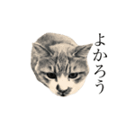 齊藤家の猫会話2（個別スタンプ：14）