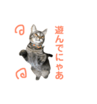 齊藤家の猫会話2（個別スタンプ：15）