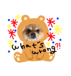 ポメラニアン ぽん吉（個別スタンプ：1）