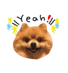 ポメラニアン ぽん吉（個別スタンプ：10）